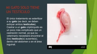 Presentacion Del APARATO REPRODUCTOR DEL GATO pptx presentacion-del-aparato-reproductor-del-gato-pptx