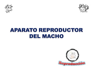 Aparato Reproductor del Macho II (M.C.Gilberto Martinez Priego)
