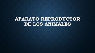 APARATO REPRODUCTOR
DE LOS ANIMALES
 