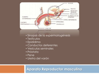• Sinopsis de la espermatogénesis
• Testículos
• Epidídimo
• Conductos deferentes
• Vesículas seminales
• Próstata
• Pene
• Uretra del varón



Aparato Reproductor masculino
 