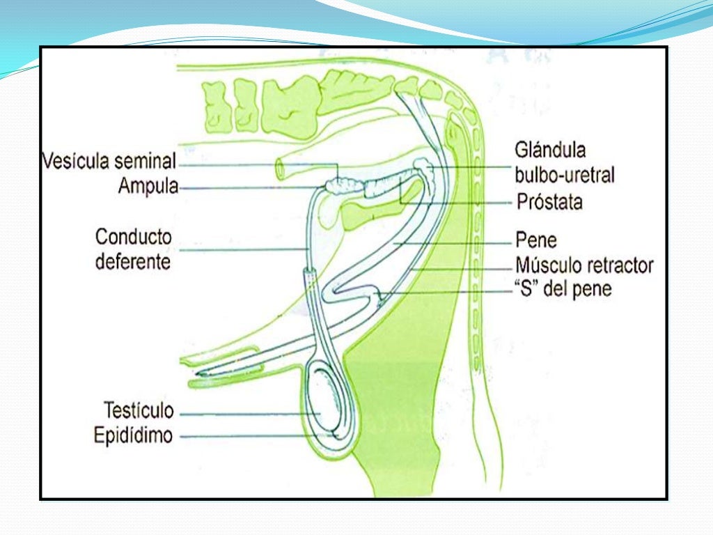 Anatomia Del Aparato Reproductor Masculino Porcino rowher.saisonsdumonde.fr