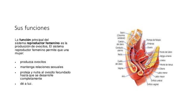 Cuanto cuesta una operación de hemorroides en españa