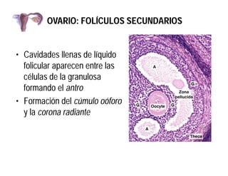 OVARIO: FOLÍCULOS SECUNDARIOS

• Cavidades llenas de líquido
folicular aparecen entre las
células de la granulosa
formando...