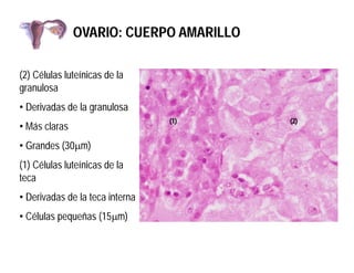 OVARIO: CUERPO AMARILLO
(2) Células luteínicas de la
granulosa
• Derivadas de la granulosa
• Más claras
• Grandes (30mm)
(...