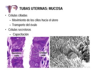 TUBAS UTERINAS: MUCOSA
• Células ciliadas
– Movimiento de los cilios hacia el útero
– Transporte del óvulo
• Células secre...