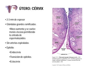 ÚTERO: CÉRVIX
• 2-3 mm de espesor
• Glándulas grandes ramificadas
•Moco aumenta y se vuelve
menos viscoso permitiendo
la e...