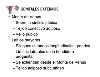 GENITALES EXTERNOS
• Monte de Venus
– Sobre la sínfisis púbica
– Tejido conectivo adiposo
– Vello púbico
• Labios mayores
...