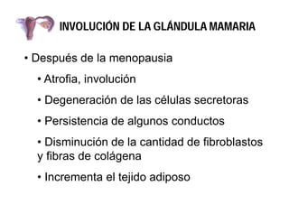 INVOLUCIÓN DE LA GLÁNDULA MAMARIA
• Después de la menopausia
• Atrofia, involución
• Degeneración de las células secretora...