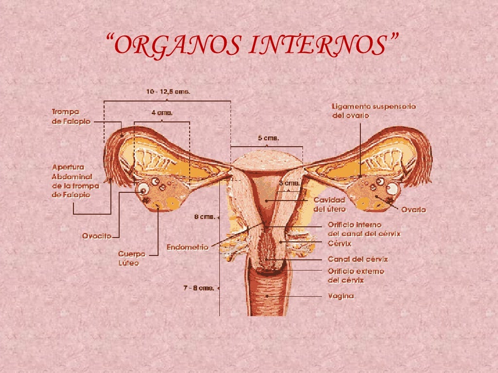 Aparato reproductor femenino