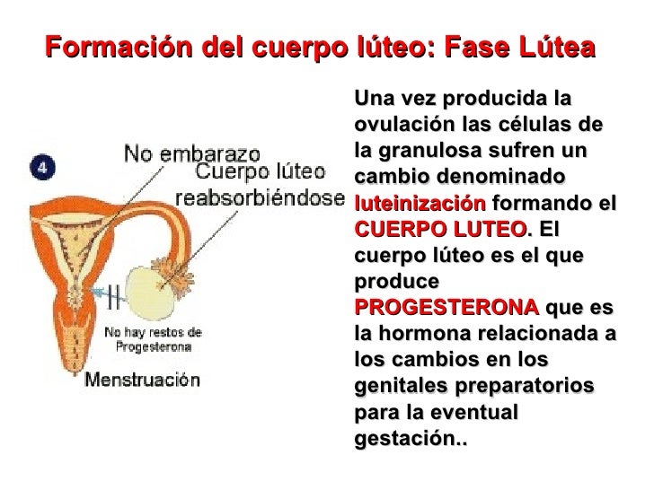 Aparato reproductor femenino