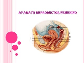 Aparato reproductor femenino 