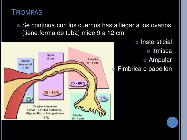 Aparato reproductor femenino