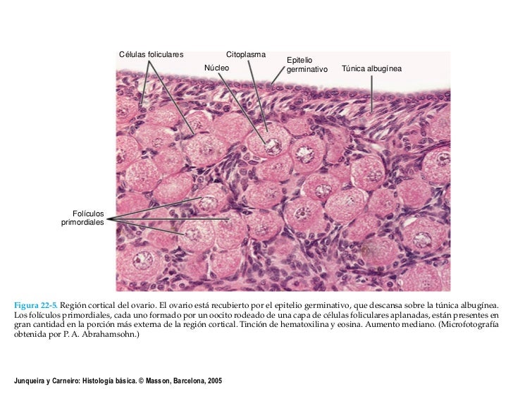 Aparato Reproductor Femenino
