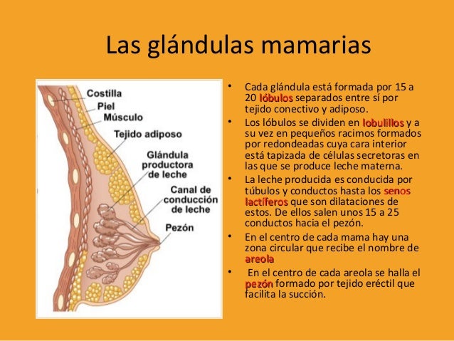 Aparato reproductor femenino