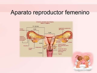 Aparato reproductor femenino
 