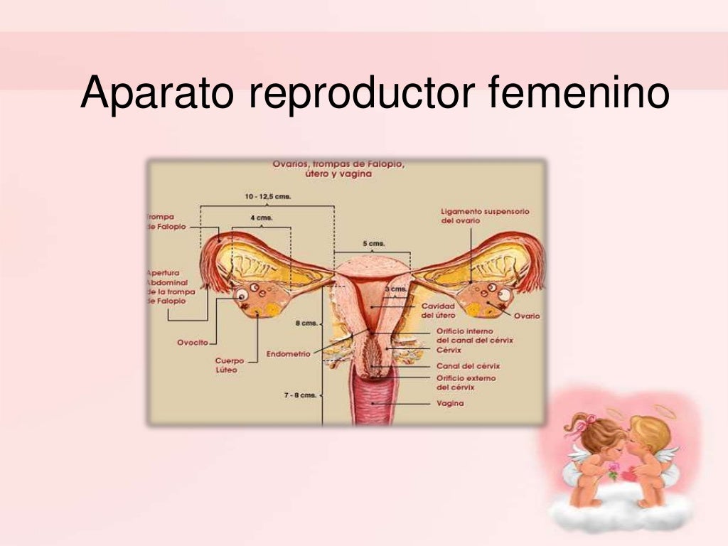 Aparato Reproductor Femenino