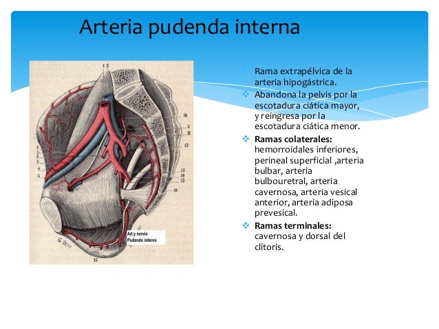 Aparato reproductor femenino