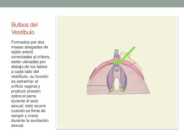 Aparato reproductor