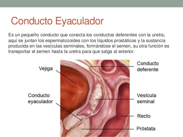 Aparato reproductor