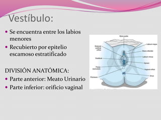 Aparato reproductor femenino. | PPTX