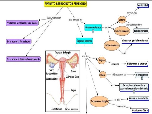 Aparato Reproductor Femenino