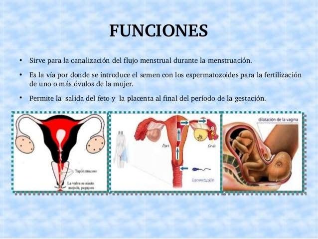 Cual Es La Funcion De La Vulva