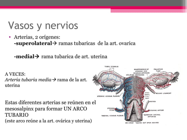 Aparato Reproductor Femenino