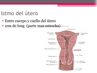 Istmo del útero
• Entre cuerpo y cuello del útero
• 1cm de long (parte mas estrecha)

 