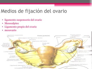 Medios de fijación del ovario
•
•
•
•

ligamento suspensorio del ovario
Mesosalpinx
Ligamento propio del ovario
mesovario

 