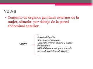 vulva
• Conjunto de órganos genitales externos de la
mujer, situados por debajo de la pared
abdominal anterior

VULVA

-Monte del pubis
-Formaciones labiales
-Aparato eréctil: clítoris y bulbos
del vestíbulo
-Glándulas anexas: glándulas de
skene, de bartolino, de Hugier

 