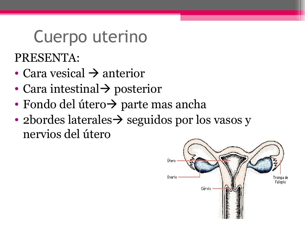 Aparato Reproductor Femenino