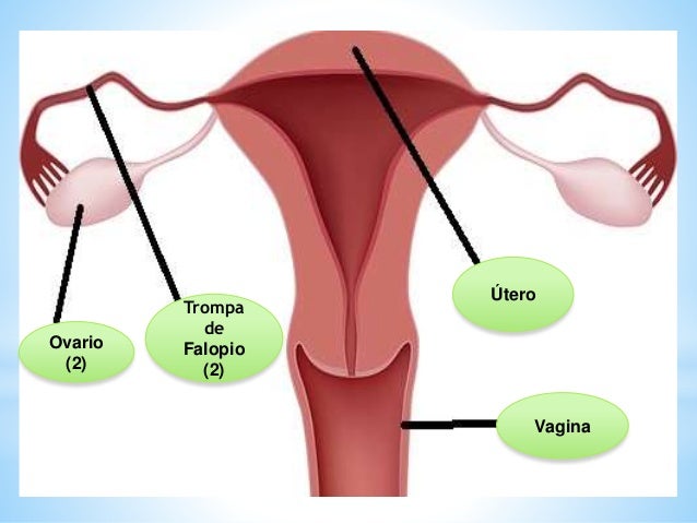 Aparato reproductor femenino anomalias o enfermedades