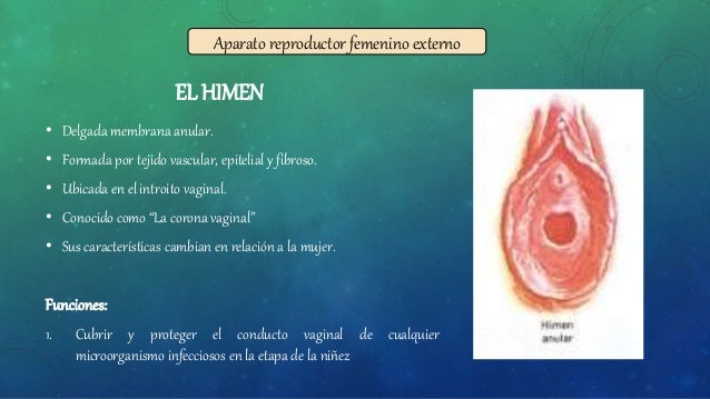 Que Es El Himen En El Aparato Reproductor Femenino