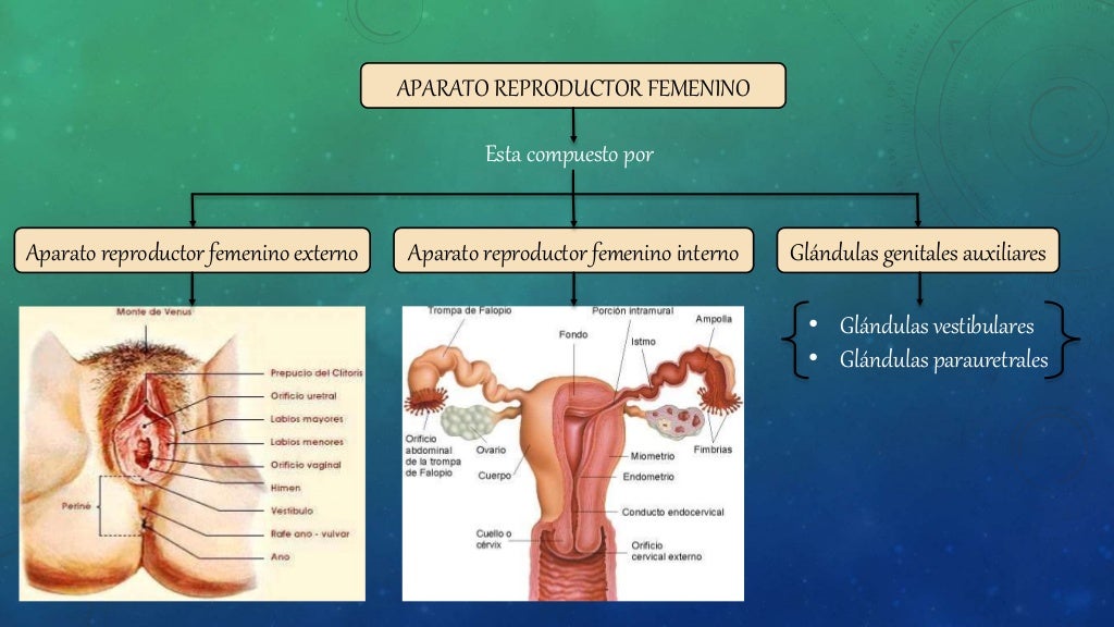 Aparato Reproductor Femenino Interno Y Externo