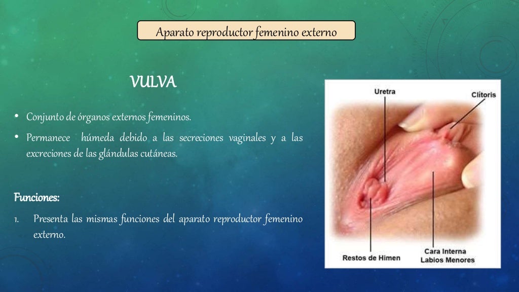 Aparato Reproductor Femenino Interno Y Externo