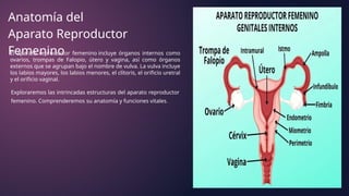 Anatomía del
Aparato Reproductor
Femenino
Exploraremos las intrincadas estructuras del aparato reproductor
femenino. Comprenderemos su anatomía y funciones vitales.
El aparato reproductor femenino incluye órganos internos como
ovarios, trompas de Falopio, útero y vagina, así como órganos
externos que se agrupan bajo el nombre de vulva. La vulva incluye
los labios mayores, los labios menores, el clítoris, el orificio uretral
y el orificio vaginal.
 