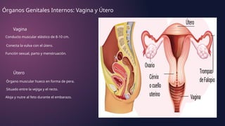 Órganos Genitales Internos: Vagina y Útero
Vagina
Conducto muscular elástico de 8-10 cm.
Conecta la vulva con el útero.
Función sexual, parto y menstruación.
Útero
Órgano muscular hueco en forma de pera.
Situado entre la vejiga y el recto.
Aloja y nutre al feto durante el embarazo.
 