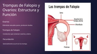 Trompas de Falopio y
Ovarios: Estructura y
Función
Ovarios
Glándulas sexuales pares, producen óvulos.
Trompas de Falopio
Conductos que conectan ovarios y útero.
Fecundación
Generalmente ocurre en la trompa.
 