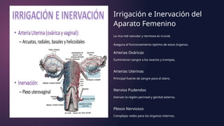 Irrigación e Inervación del
Aparato Femenino
La rica red vascular y nerviosa es crucial.
Asegura el funcionamiento óptimo de estos órganos.
Arterias Ováricas
Suministran sangre a los ovarios y trompas.
Arterias Uterinas
Principal fuente de sangre para el útero.
Nervios Pudendos
Inervan la región perineal y genital externa.
Plexos Nerviosos
Complejas redes para los órganos internos.
 