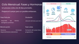 Ciclo Menstrual: Fases y Hormonas
Un proceso cíclico de 28 días promedio.
Prepara el cuerpo para un posible embarazo.
Fase Folicular
Desarrollo del folículo,
estrógenos aumentan.
Ovulación
Liberación del óvulo, pico de LH.
Fase Lútea
Formación del cuerpo lúteo,
progesterona.
Menstruación
Descenso hormonal,
desprendimiento endometrial.
 