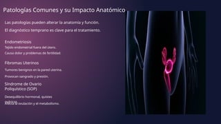 Patologías Comunes y su Impacto Anatómico
Las patologías pueden alterar la anatomía y función.
El diagnóstico temprano es clave para el tratamiento.
Endometriosis
Tejido endometrial fuera del útero.
Causa dolor y problemas de fertilidad.
Fibromas Uterinos
Tumores benignos en la pared uterina.
Provocan sangrado y presión.
Síndrome de Ovario
Poliquístico (SOP)
Desequilibrio hormonal, quistes
ováricos.
Afecta la ovulación y el metabolismo.
 