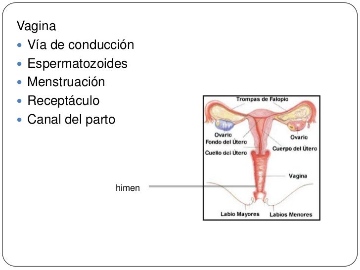 Aparato Reproductor Femenino