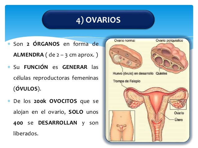 10 Enfermedades Del Sistema Reproductor Femenino abstractor-9fvm.blogspot.com
