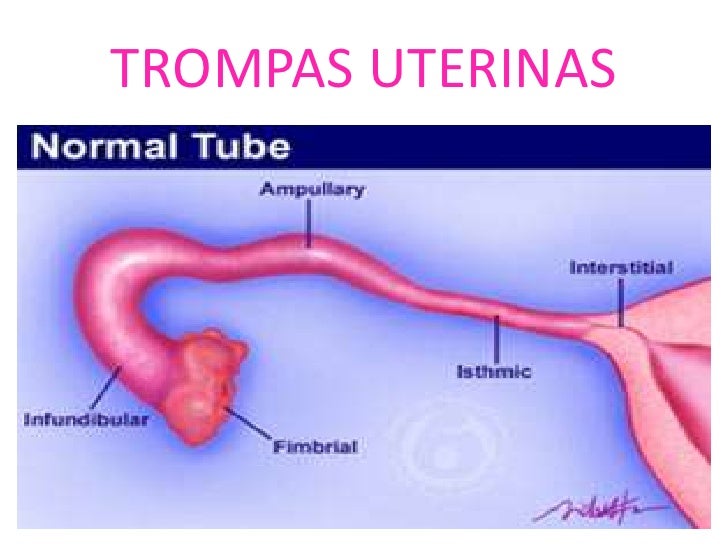 Aparato reproductor femenino I