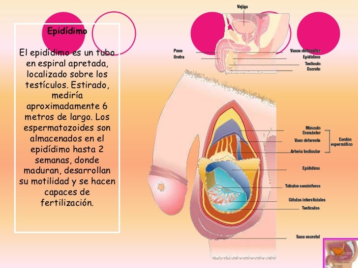 Aparato reproductor femenino & masculino Aparato reproductor femenino & masculino