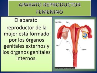 El aparato
reproductor de la
mujer está formado
por los órganos
genitales externos y
los órganos genitales
internos.
 