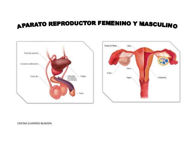 Aparato Reproductor Femenino Y Masculino Con Nombre es.slideshare.net