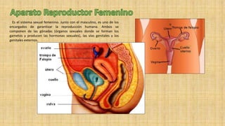 Es el sistema sexual femenino. Junto con el masculino, es uno de los
encargados de garantizar la reproducción humana. Ambos se
componen de las gónadas (órganos sexuales donde se forman los
gametos y producen las hormonas sexuales), las vías genitales y los
genitales externos.
 