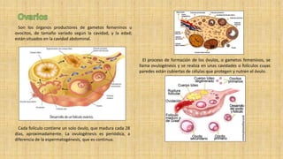 Son los órganos productores de gametos femeninos u
ovocitos, de tamaño variado según la cavidad, y la edad;
están situados en la cavidad abdominal.
El proceso de formación de los óvulos, o gametos femeninos, se
llama ovulogénesis y se realiza en unas cavidades o folículos cuyas
paredes están cubiertas de células que protegen y nutren el óvulo.
Cada folículo contiene un solo óvulo, que madura cada 28
días, aproximadamente. La ovulogénesis es periódica, a
diferencia de la espermatogénesis, que es continua.
 