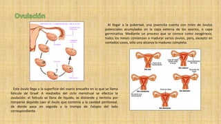 Al llegar a la pubertad, una jovencita cuenta con miles de óvulos
potenciales acumulados en la capa externa de los ovarios, o capa
germinativa. Mediante un proceso que se conoce como ovogénesis,
todos los meses comienzan a madurar varios óvulos, pero, excepto en
contados casos, sólo uno alcanza la madurez completa.
Este óvulo llega a la superficie del ovario envuelto en lo que se llama
folículo de Graaf. A mediados del ciclo menstrual se efectúa la
ovulación: el folículo se llena de líquido, se distiende y termina por
romperse dejando caer el óvulo que contenía a la cavidad peritoneal,
de donde pasa en seguida a la trompa de Falopio del lado
correspondiente.
 